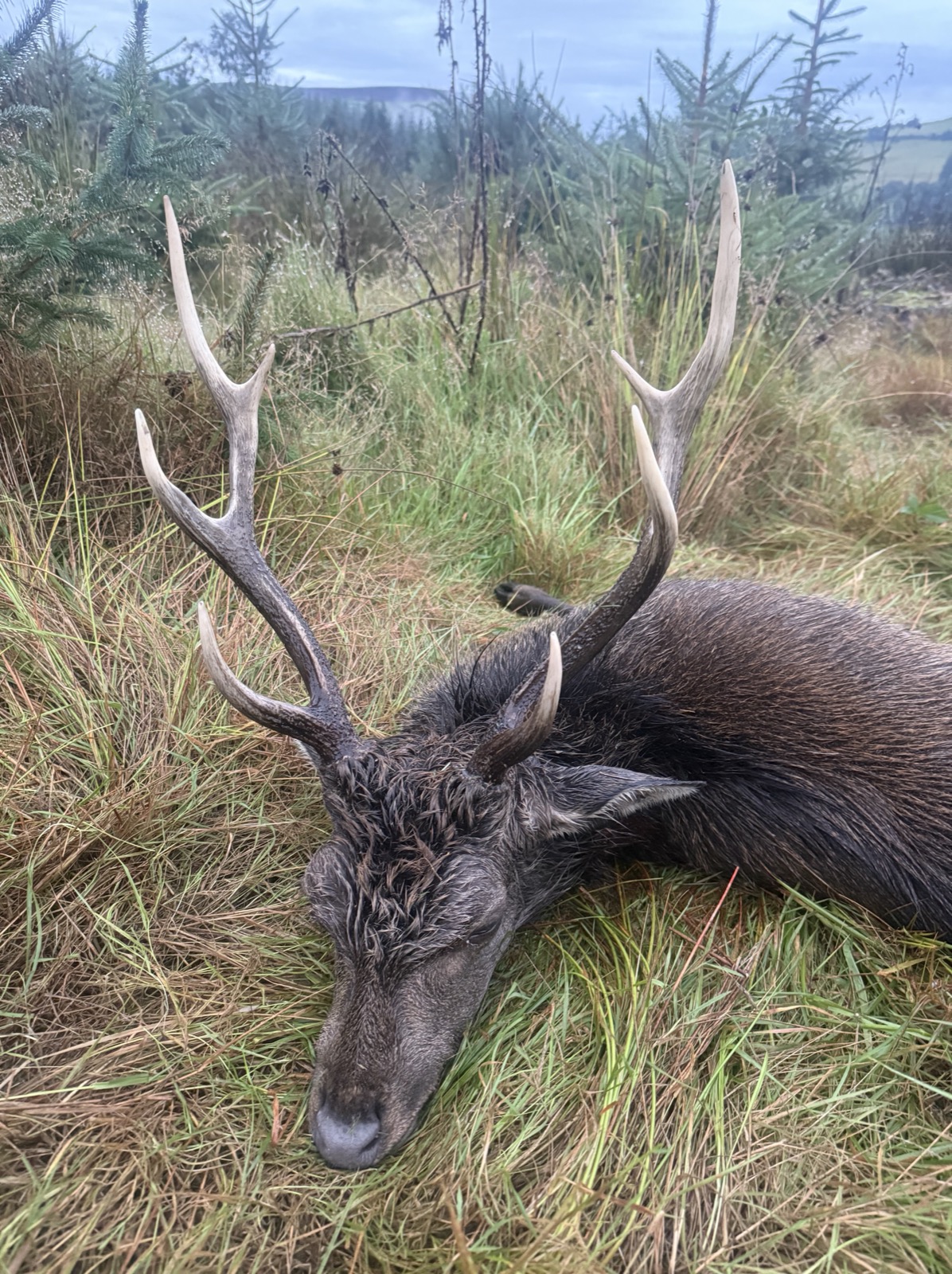 Recent hunt image 08