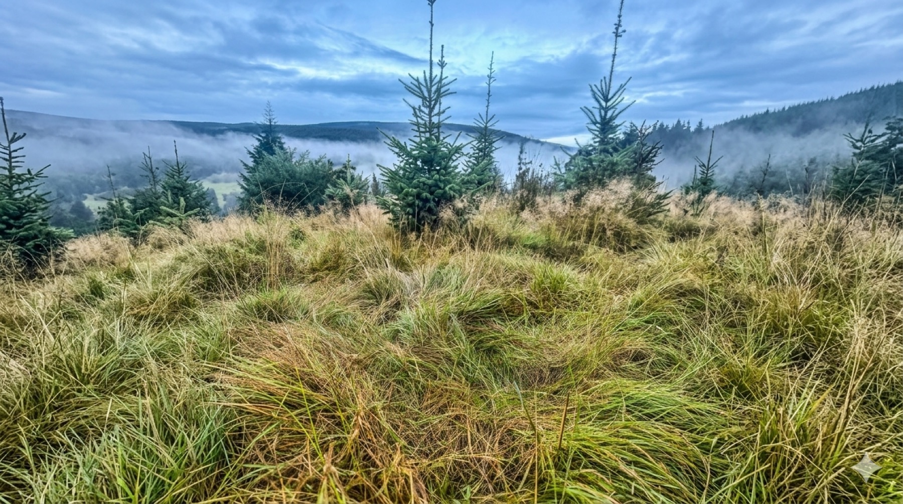 Wicklow hunting ground