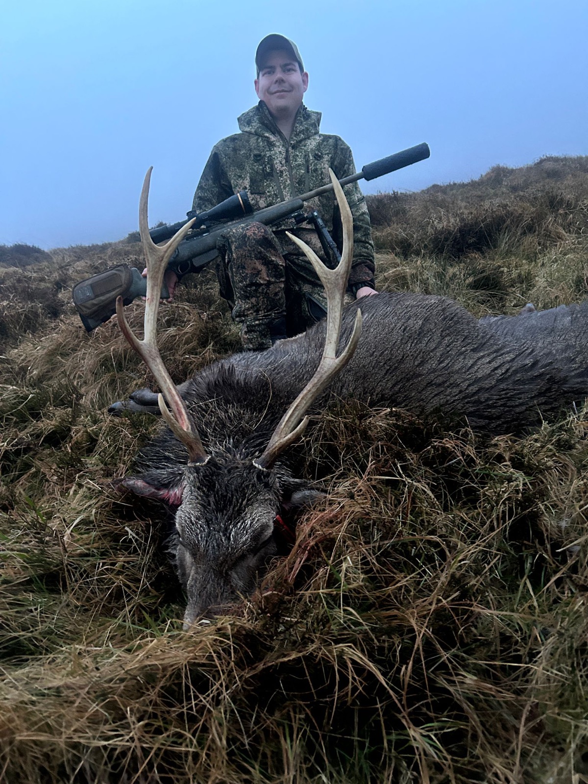 Hybrid stag photographed in the field