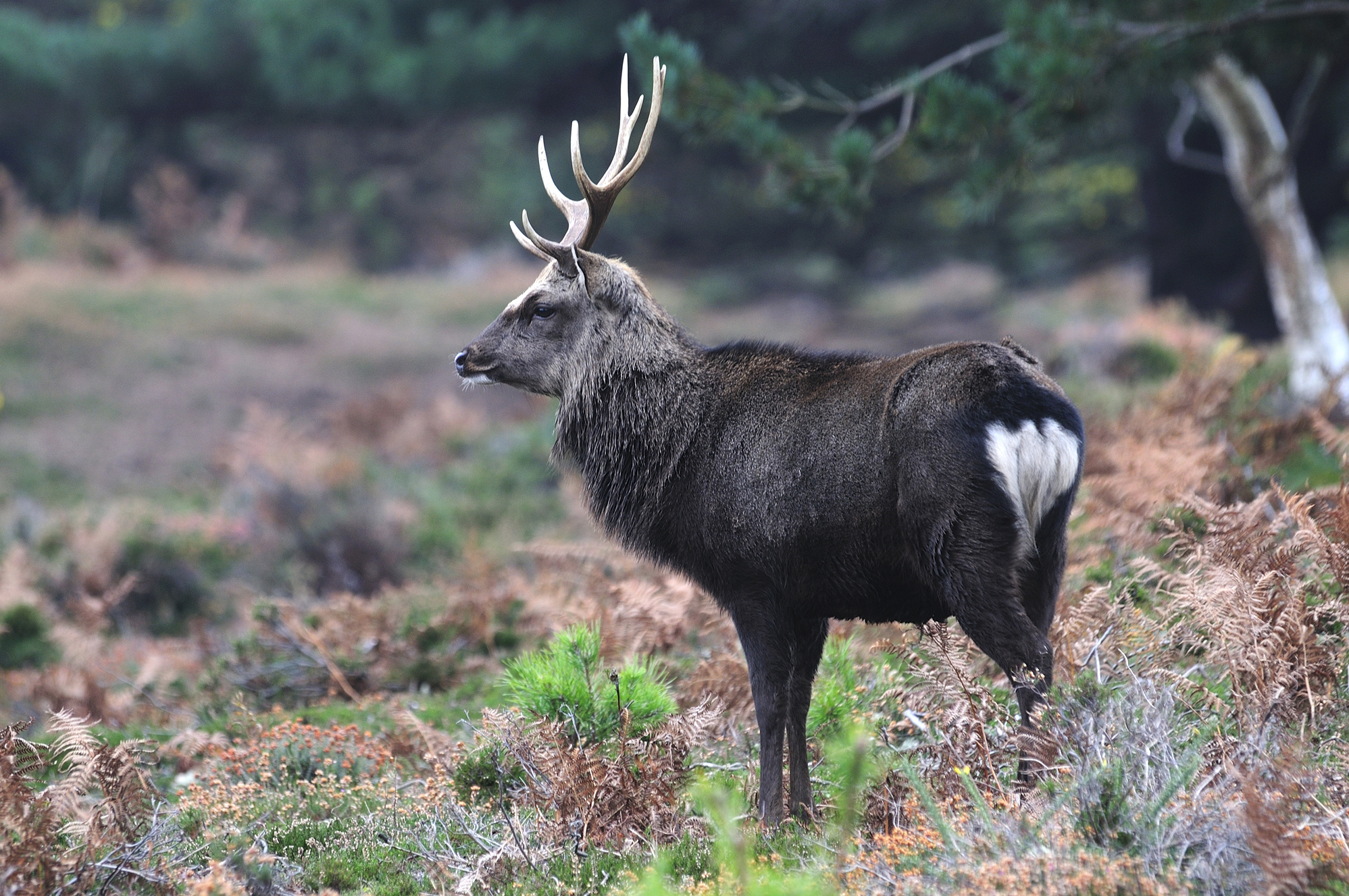 Live Sika deer in Wicklow habitat